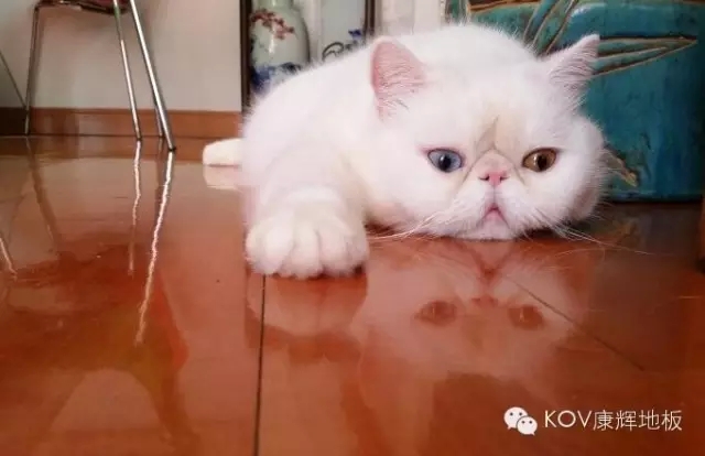 ǰ�����M(f��i)�ߵ��Ј�(ch��ng)���� ���x�ذ�����挍(sh��)�y(c��)�u(p��ng)